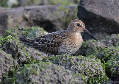 Dunlin