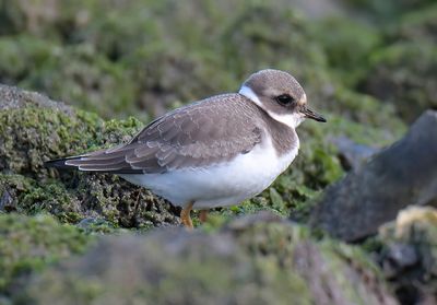 Ringed Plover