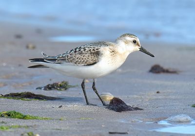 Sanderling