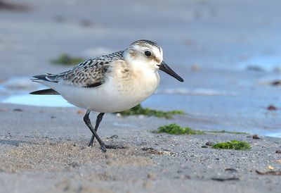 Sanderling
