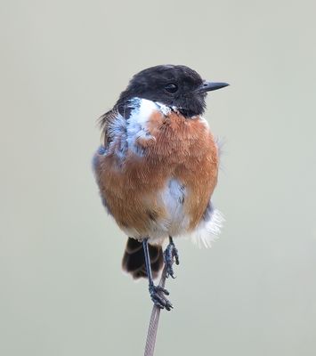 Stonechat