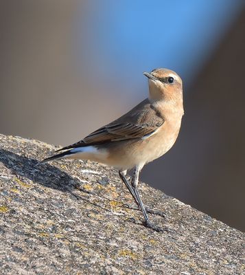 Wheatear