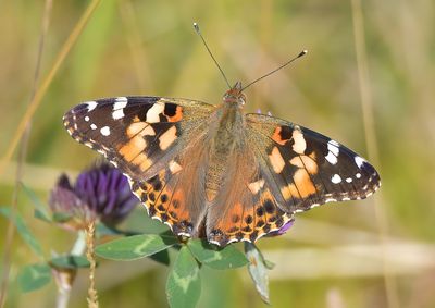 Painted Lady