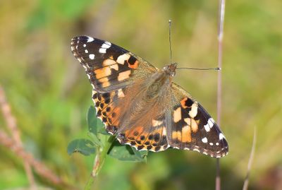 Painted Lady
