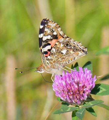 PAINTED LADY