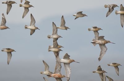 Bar-tailed Godwit