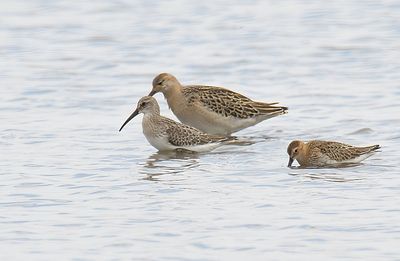 Curlew Sandpiper