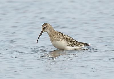 Curlew Sandpiper