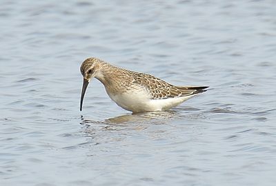 Curlew Sandpiper