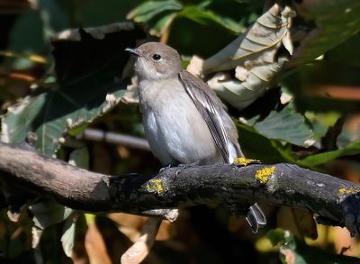 Pied Flycatcher
