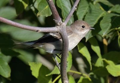 Pied Flycatcher
