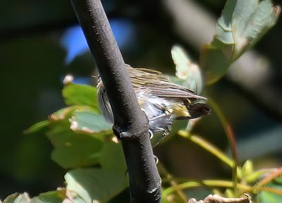 Greenish Warbler