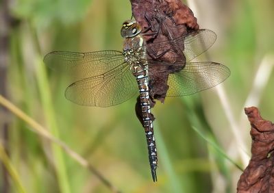 Migrant Hawker