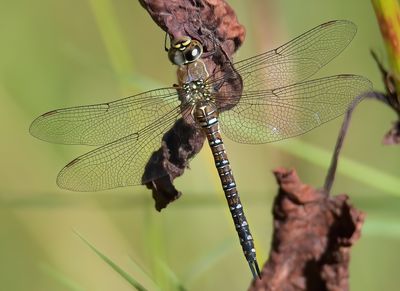 MIGRANT HAWKER