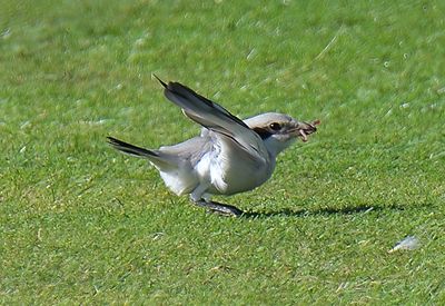 Steppe Grey Shrike
