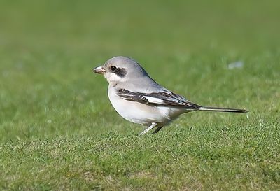 Steppe Grey Shrike