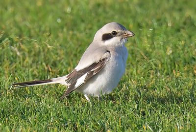 Steppe Grey Shrike