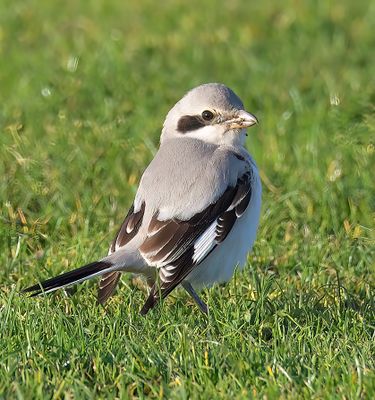 Steppe Grey Shrike