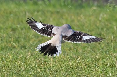 Steppe Grey Shrike