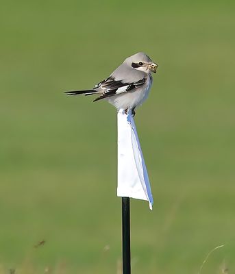 Steppe Grey Shrike