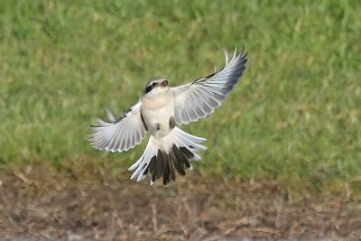 Steppe Grey Shrike