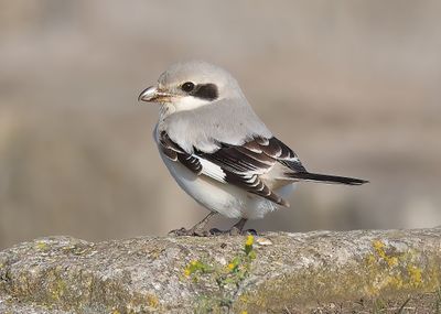 Steppe Grey Shrike