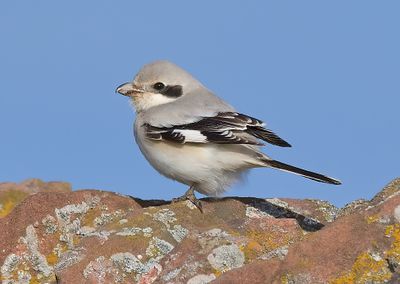 Steppe Grey Shrike