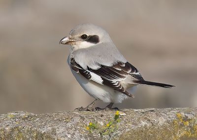 Steppe Grey Shrike