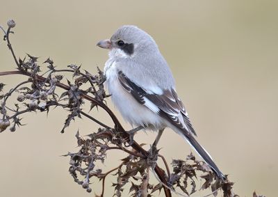 Steppe Grey Shrike
