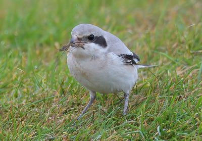 Steppe Grey Shrike