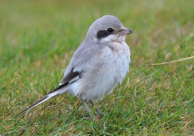 Steppe Grey Shrike