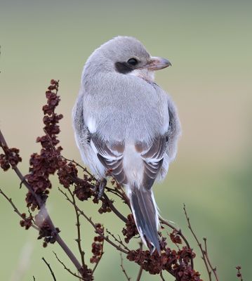 Steppe Grey Shrike