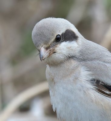 Steppe Grey Shrike