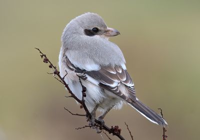 Steppe Grey Shrike