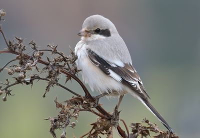 Steppe Grey Shrike