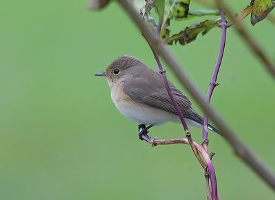 Red-breasted Flycatcher