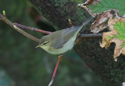 Willow Warbler