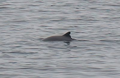 Harbour Porpoise
