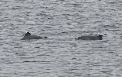 Harbour Porpoise