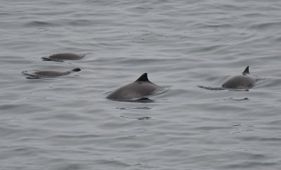 Harbour Porpoise