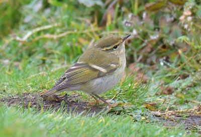 Yellow-browed Warbler