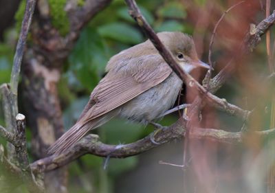 Reed Warbler