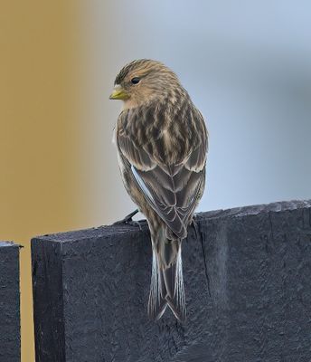 Twite