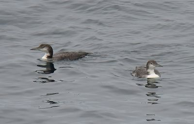 Great-Northern Diver