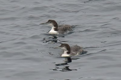 Great-Northern Diver