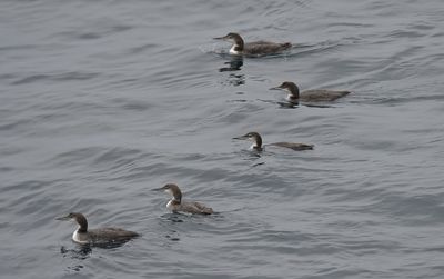 Great-Northern Diver