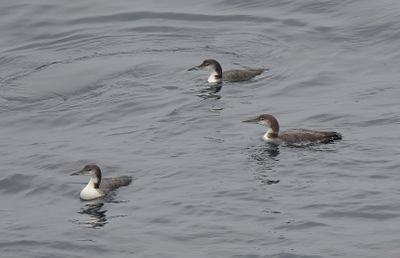 Great-Northern Diver