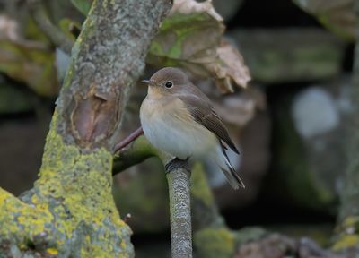 Red-breasted Flycatcher