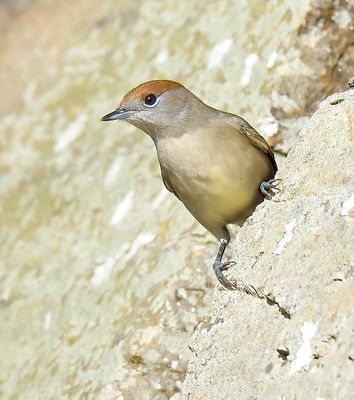 Blackcap