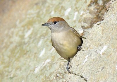 Blackcap